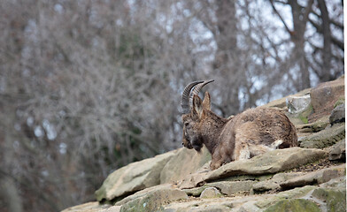 Image showing Capricorn resting on the rocks
