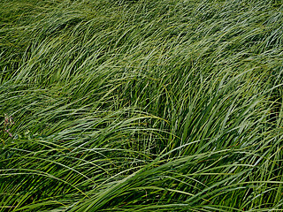 Image showing Dense thicket sedge grass as background