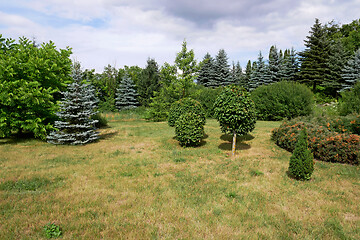 Image showing Picturesque lawn in summer park