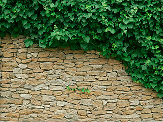 Image showing Dense thicket liana plants hanging on big limestone wall