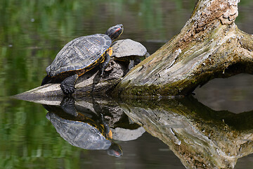 Image showing Red Eared Terrapin Turtles AKA Pond slider - Trachemys scripta elegans