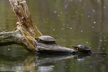 Image showing Red Eared Terrapin Turtles AKA Pond slider - Trachemys scripta elegans