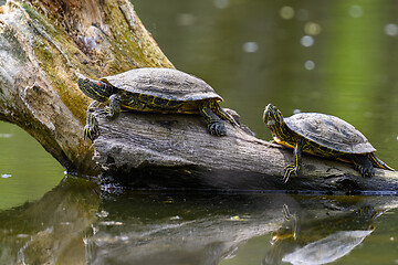 Image showing Red Eared Terrapin Turtles AKA Pond slider - Trachemys scripta elegans