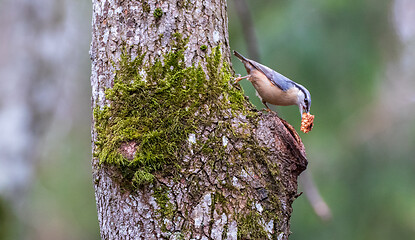 Image showing The Eurasian Nuthatch(Sitta europaea) on oak tree