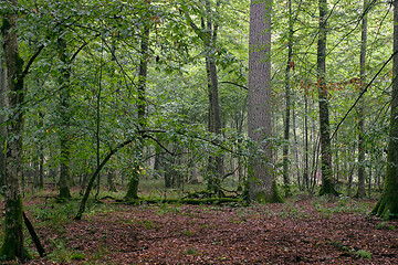 Image showing Deciduous stand of Bialowieza Forest with hornbeams and oaks