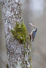 Image showing The Eurasian Nuthatch(Sitta europaea) on oak tree