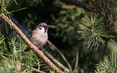 Image showing Eurasian tree sparrow (Passer montanus)