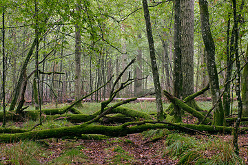 Image showing Deciduous stand with hornbeams and oaks