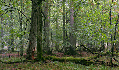 Image showing Deciduous stand with hornbeams and oaks