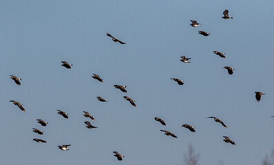 Image showing Northern lapwing (Vanellus vanellus) in flight