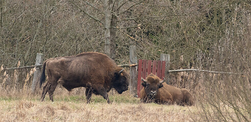 Image showing Two old European Bisons in spring