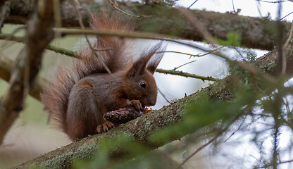 Image showing Eurasian Red Squirrel on spruce branch