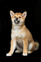 Image showing Beautiful shiba inu puppy 