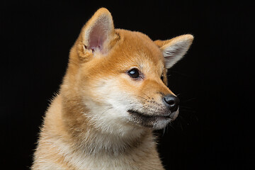 Image showing Beautiful shiba inu puppy 