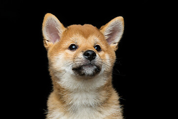 Image showing Beautiful shiba inu puppy 