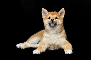 Image showing Beautiful shiba inu puppy 