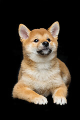 Image showing Beautiful shiba inu puppy 