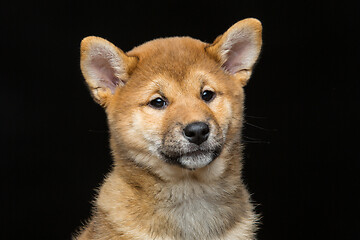 Image showing Beautiful shiba inu puppy 