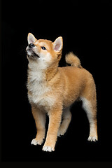 Image showing Beautiful shiba inu puppy 