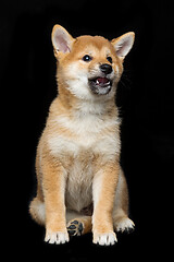 Image showing Beautiful shiba inu puppy 