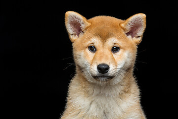 Image showing Beautiful shiba inu puppy 