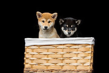 Image showing Beautiful shiba inu puppies in basket