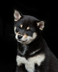 Image showing Beautiful shiba inu puppy 