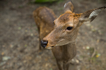 Image showing Doe deer