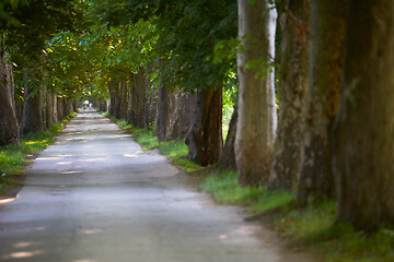 Image showing country road trought tree  alley in