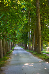 Image showing country road trought tree  alley in