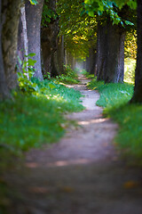 Image showing country road trought tree  alley in