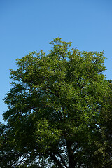 Image showing tree branches