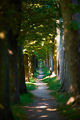 Image showing country road trought tree  alley in