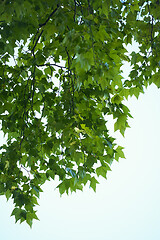 Image showing tree branches