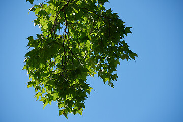 Image showing tree branches