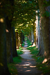 Image showing country road trought tree  alley in