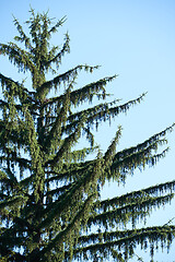 Image showing tree branches