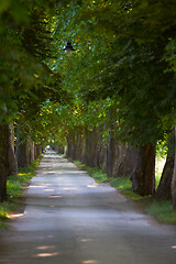 Image showing country road trought tree  alley in