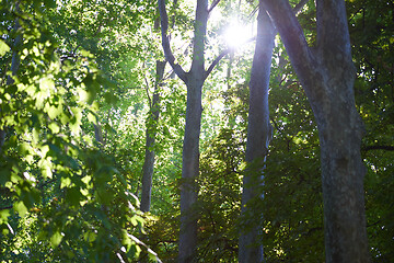 Image showing tree branches