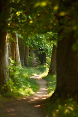 Image showing country road trought tree  alley in