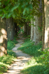 Image showing country road trought tree  alley in