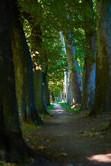 Image showing country road trought tree  alley in