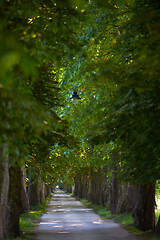 Image showing country road trought tree  alley in