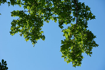 Image showing tree branches