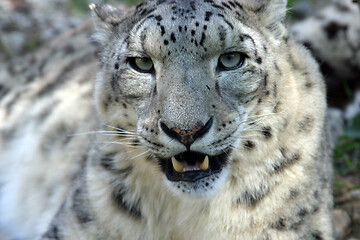 Image showing Snow Leopard