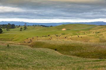 Image showing typical rural landscape in New Zealand