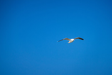 Image showing a seagull in the clear blue sky