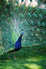 Image showing a peacock showing his feathers