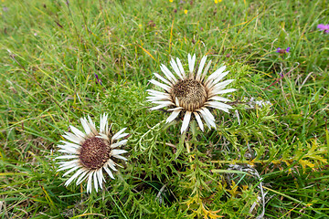 Image showing silver thistle in nature