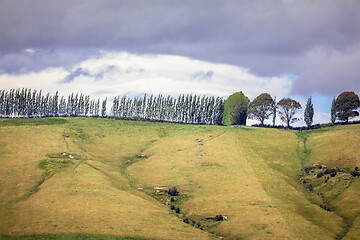 Image showing row of trees in south New Zealand